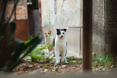 棕壤上的白猫和黑猫